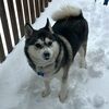 husky127